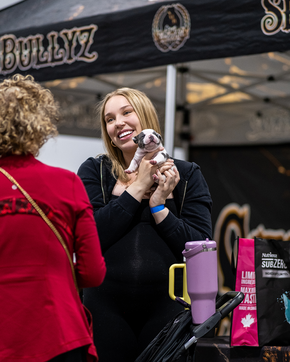 Bully dog campaign photography showing the dog outdoors