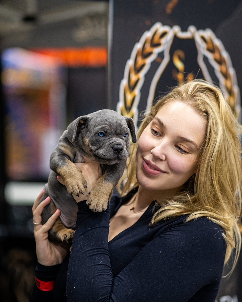 Supporting campaign photograph of a bully dog