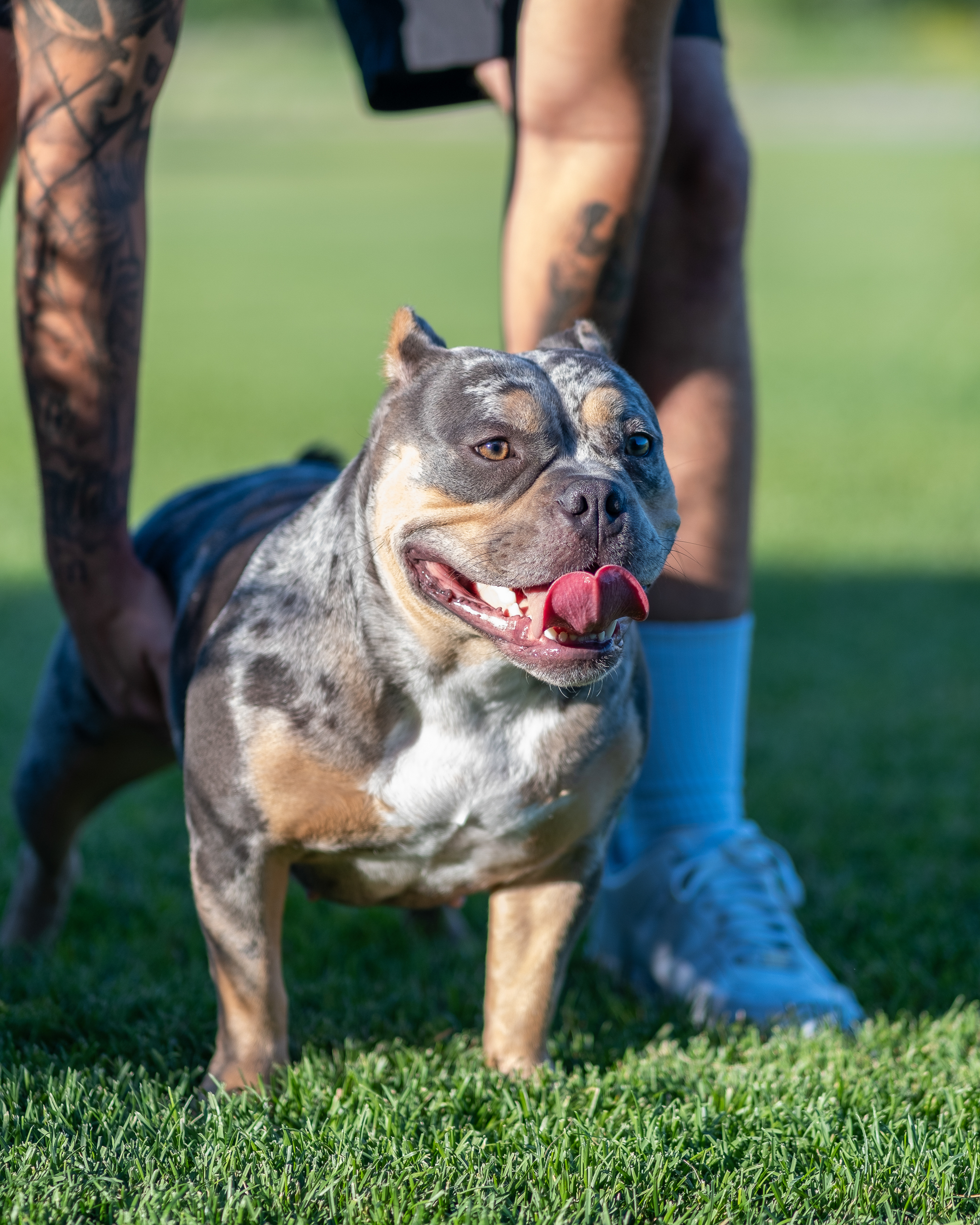 Summer bulldog lifestyle photograph with natural light