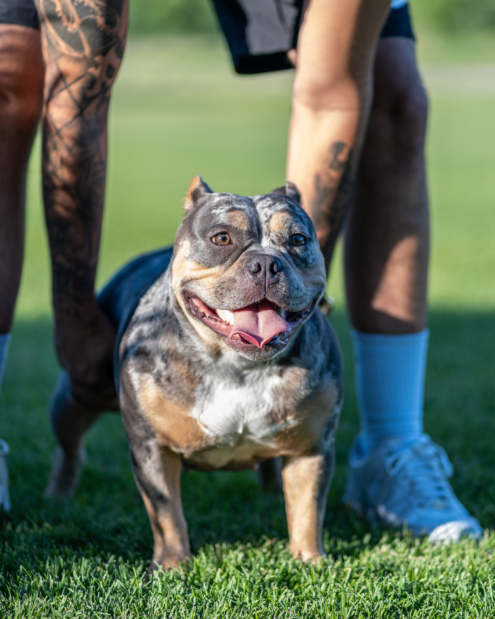 Outdoor bulldog portrait from the summer photography series