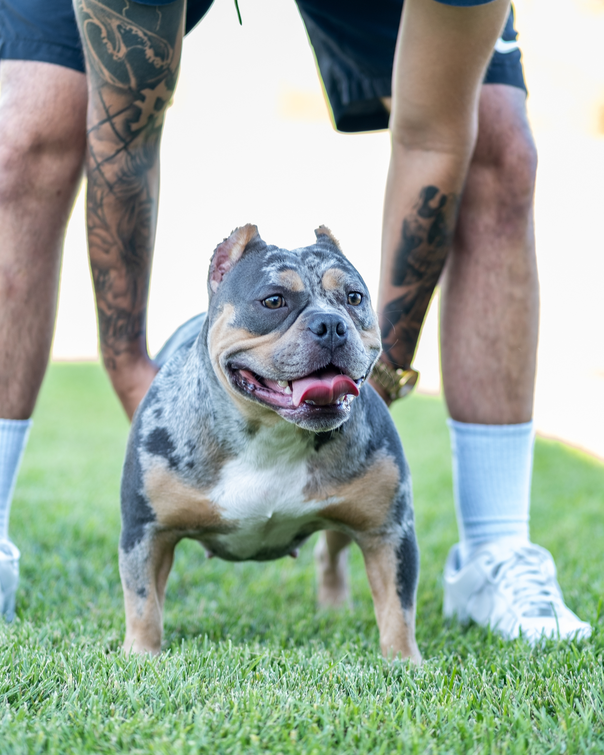 Bulldog photographed in a relaxed outdoor summer setting