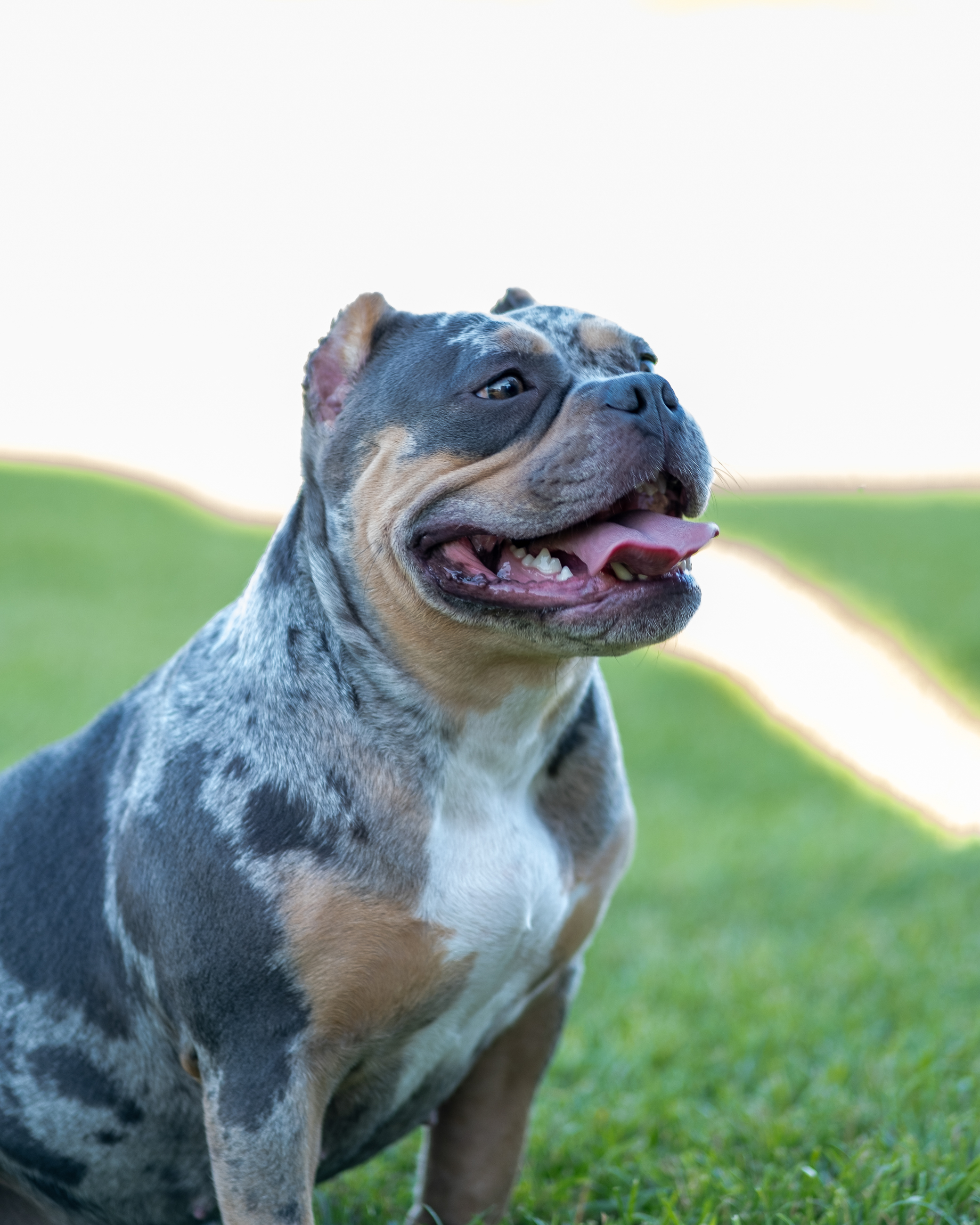 Summer pet photography image of a bulldog outdoors