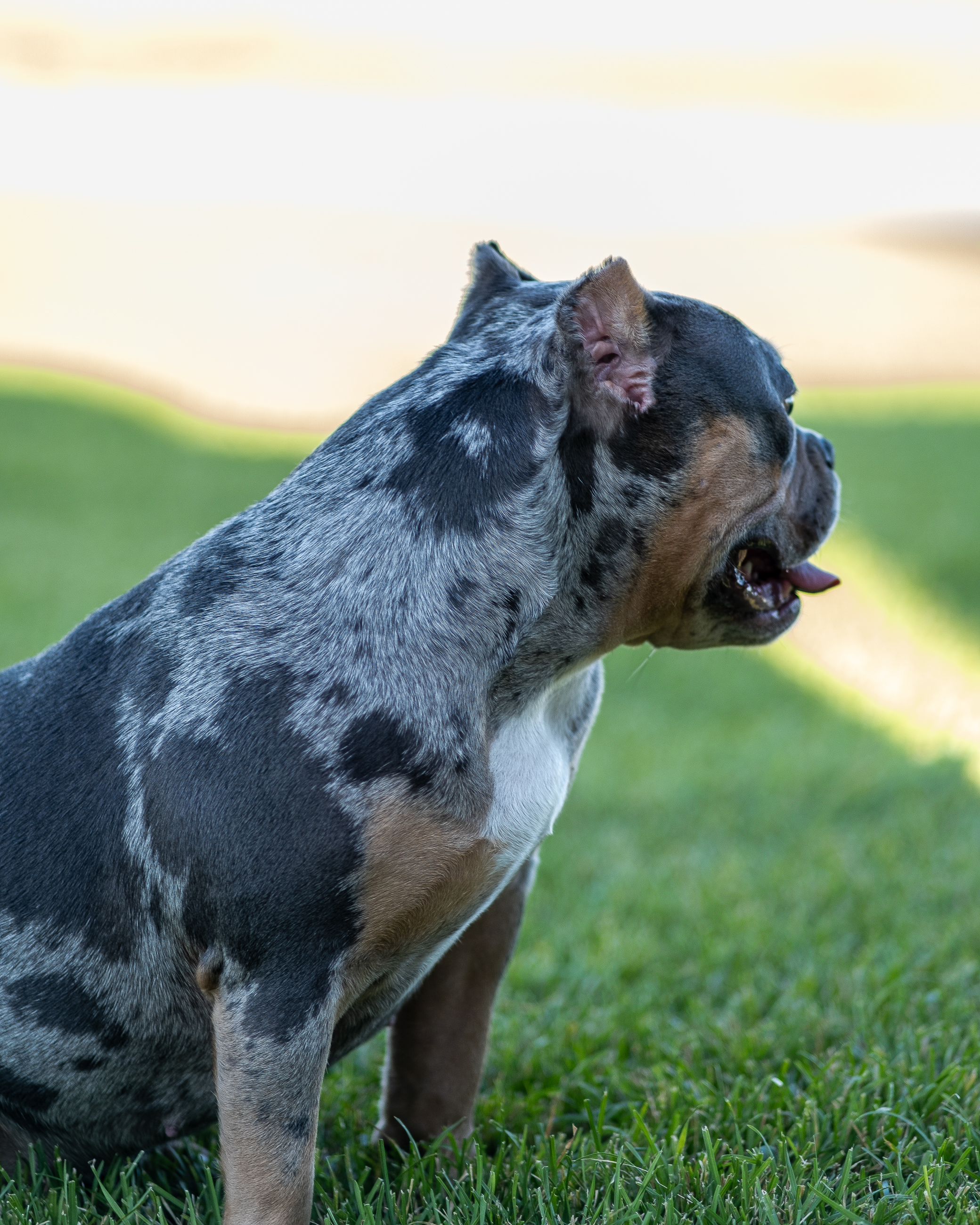 Bulldog summer photograph emphasizing expression and personality