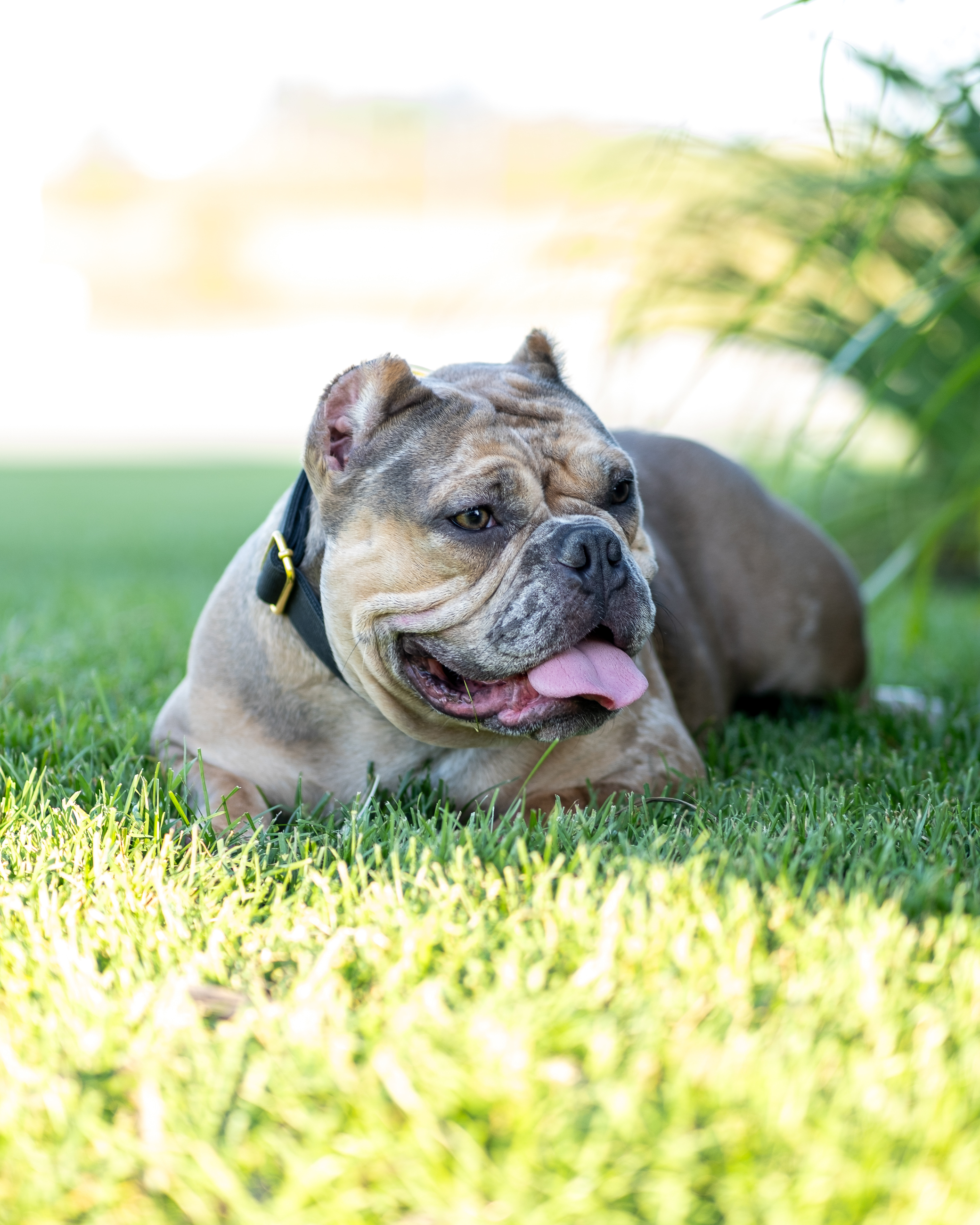 Bulldog summer photography with natural outdoor color